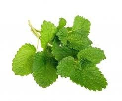 Lemon balm - Umami Tea